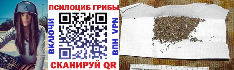 Галлюциногенные грибы Psilocybe  Кизилюрт 